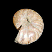 Jurassic Iridescent Ammonite from Madagascar 24mm 6/7g in sunlight - Rocks and Things Store