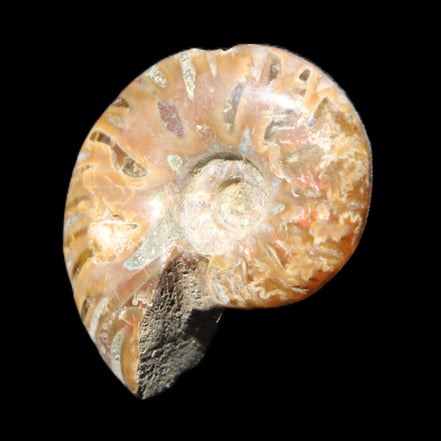 Jurassic Iridescent Ammonite from Madagascar 24mm 6/7g in sunlight - Rocks and Things Store