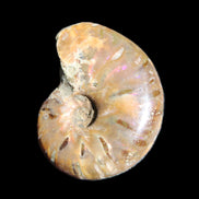 Jurassic Iridescent Ammonite from Madagascar 24mm 6/7g in sunlight - Rocks and Things Store