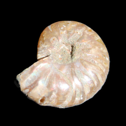 Jurassic Iridescent Ammonite from Madagascar 24mm 6/7g in sunlight - Rocks and Things Store