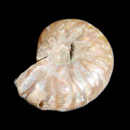 Jurassic Iridescent Ammonite from Madagascar 24mm 6/7g in sunlight - Rocks and Things Store