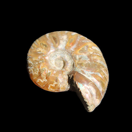 Jurassic Iridescent Ammonite from Madagascar 24mm 6/7g in sunlight - Rocks and Things Store