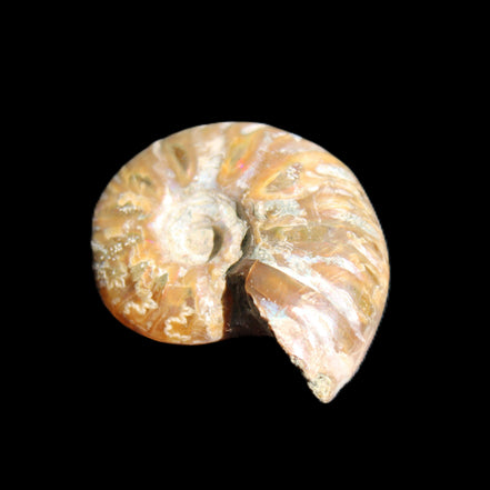 Jurassic Iridescent Ammonite from Madagascar 24mm 6/7g in sunlight - Rocks and Things Store