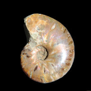 Jurassic Iridescent Ammonite from Madagascar 24mm 6/7g in sunlight - Rocks and Things Store