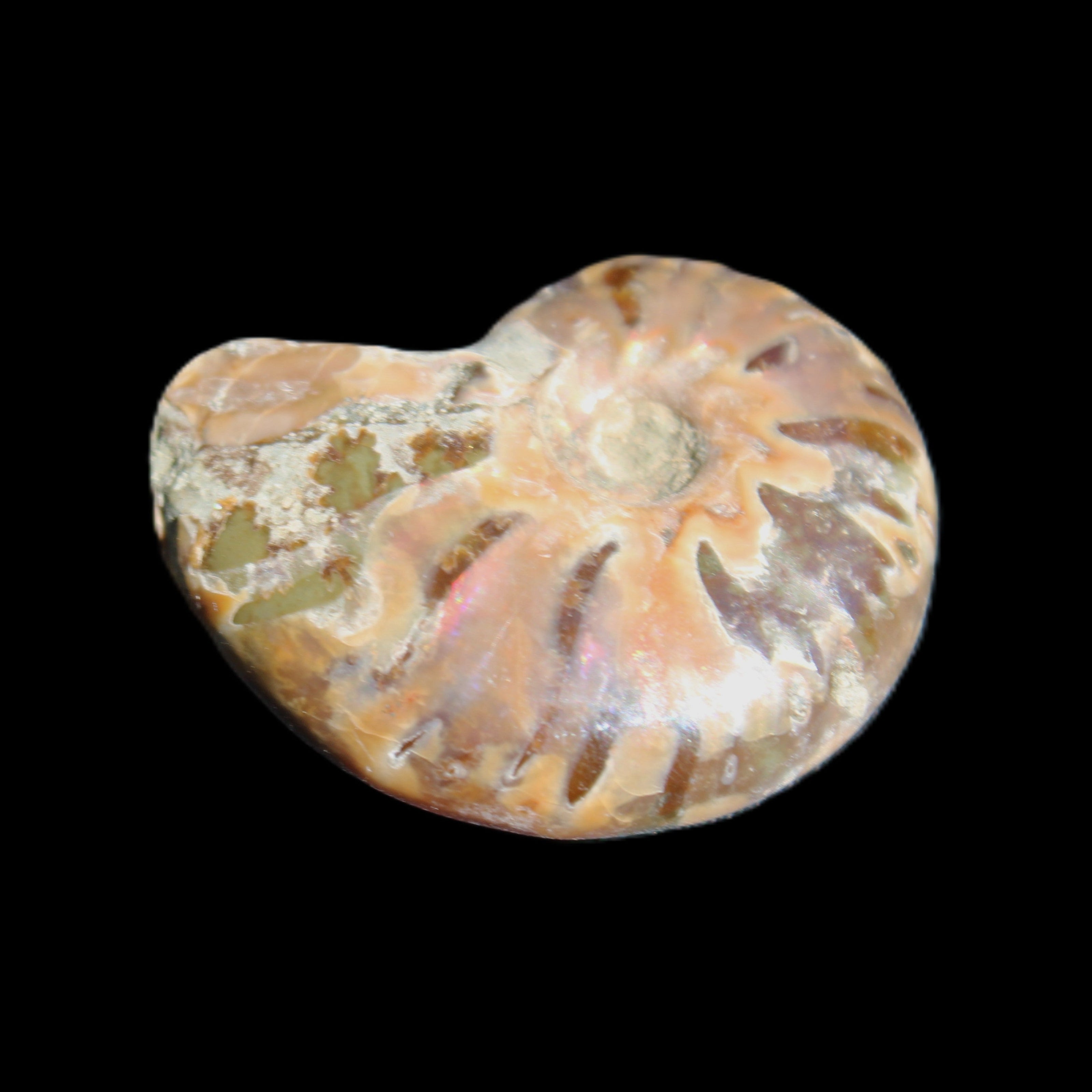 Jurassic Iridescent Ammonite from Madagascar 24mm 6/7g in sunlight - Rocks and Things Store