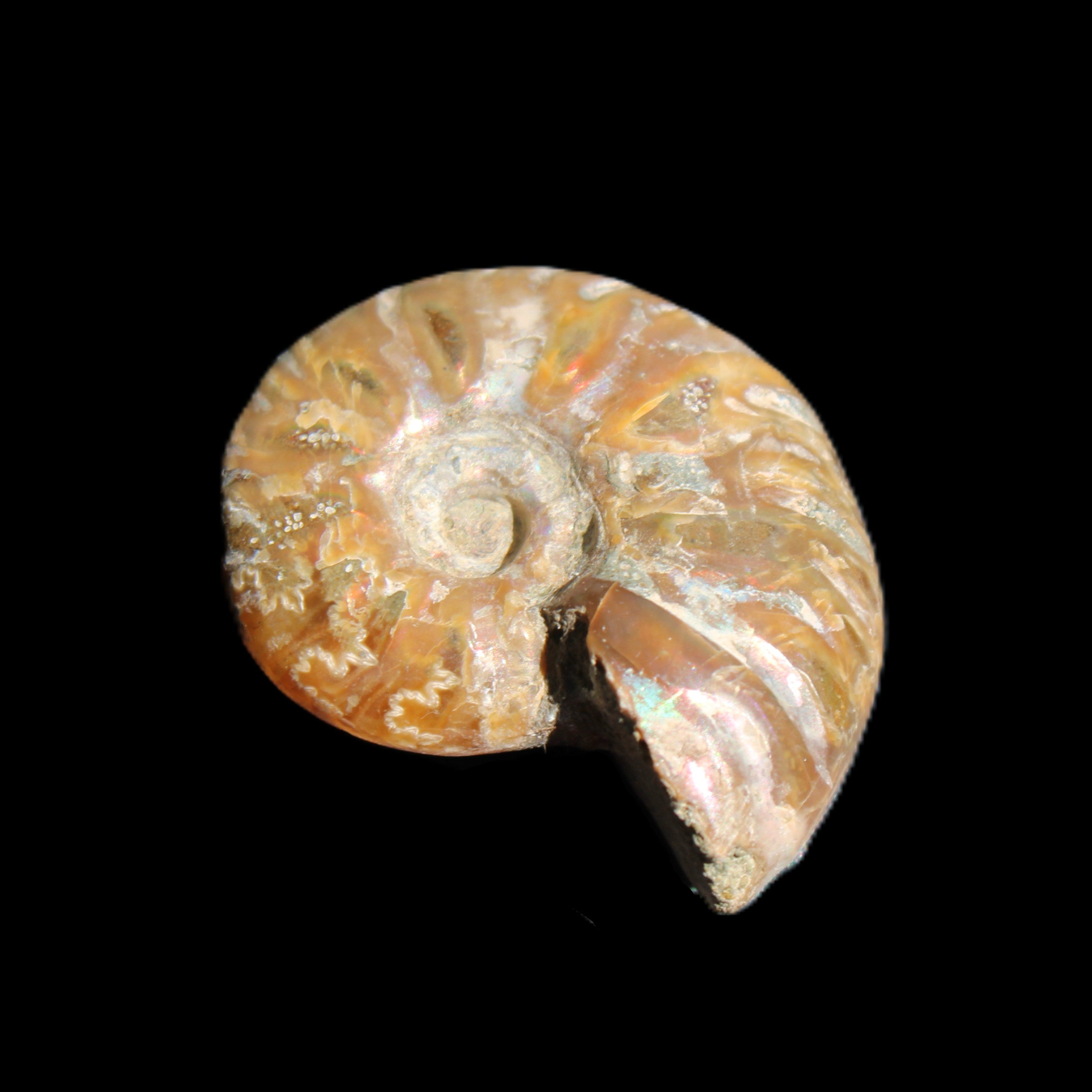 Jurassic Iridescent Ammonite from Madagascar 24mm 6/7g in sunlight - Rocks and Things Store