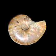 Jurassic Iridescent Ammonite from Madagascar 24mm 6/7g in sunlight - Rocks and Things Store