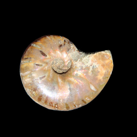 Jurassic Iridescent Ammonite from Madagascar 24mm 6/7g in sunlight - Rocks and Things Store