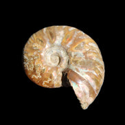 Jurassic Iridescent Ammonite from Madagascar 24mm 6/7g in sunlight - Rocks and Things Store