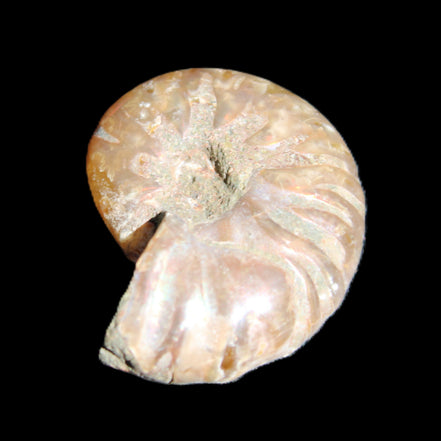 Jurassic Iridescent Ammonite from Madagascar 24mm 6/7g in sunlight - Rocks and Things Store