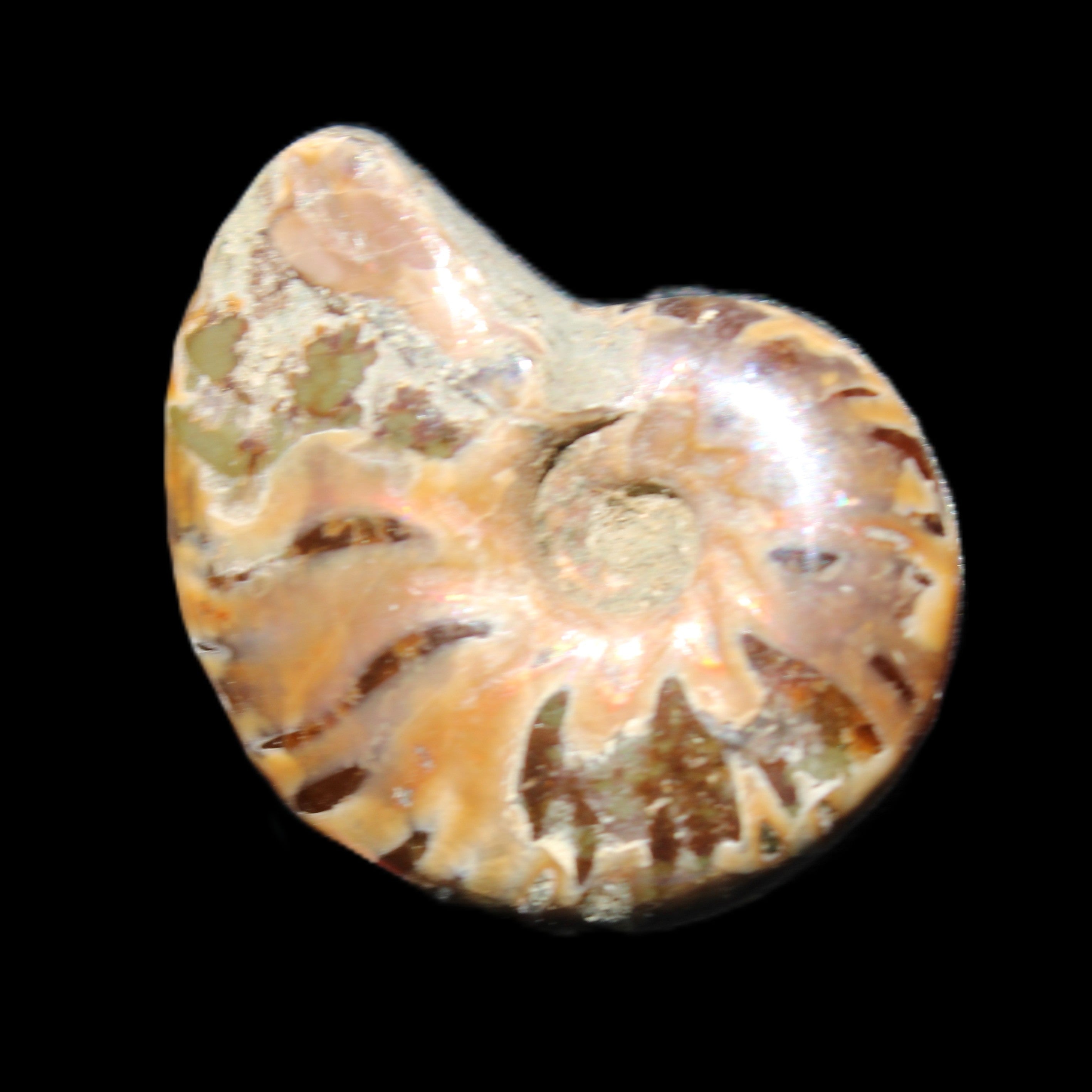 Jurassic Iridescent Ammonite from Madagascar 24mm 6/7g in sunlight - Rocks and Things Store