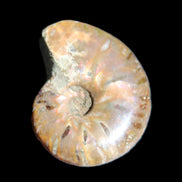 Jurassic Iridescent Ammonite from Madagascar 24mm 6/7g in sunlight - Rocks and Things Store