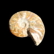 Jurassic Iridescent Ammonite from Madagascar 24mm 6/7g in sunlight - Rocks and Things Store