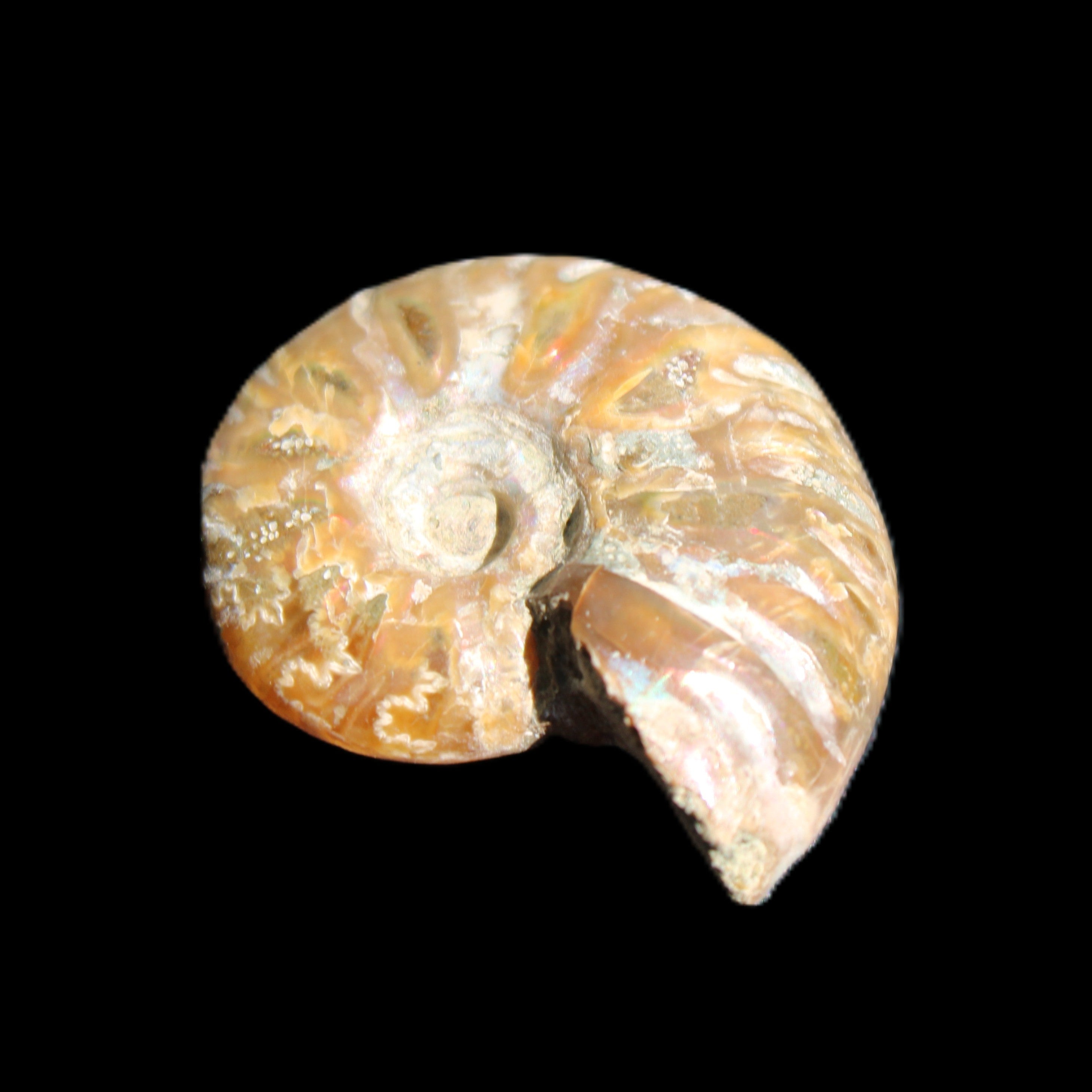 Jurassic Iridescent Ammonite from Madagascar 24mm 6/7g in sunlight - Rocks and Things Store