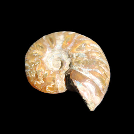 Jurassic Iridescent Ammonite from Madagascar 24mm 6/7g in sunlight - Rocks and Things Store