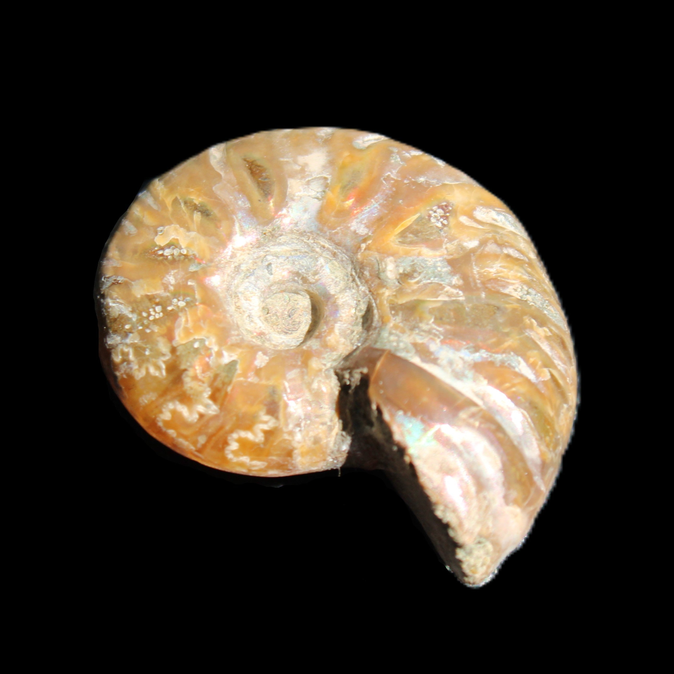 Jurassic Iridescent Ammonite from Madagascar 24mm 6/7g in sunlight - Rocks and Things Store