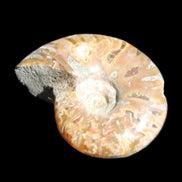 Jurassic Iridescent Ammonite from Madagascar 24mm 6/7g in sunlight - Rocks and Things Store