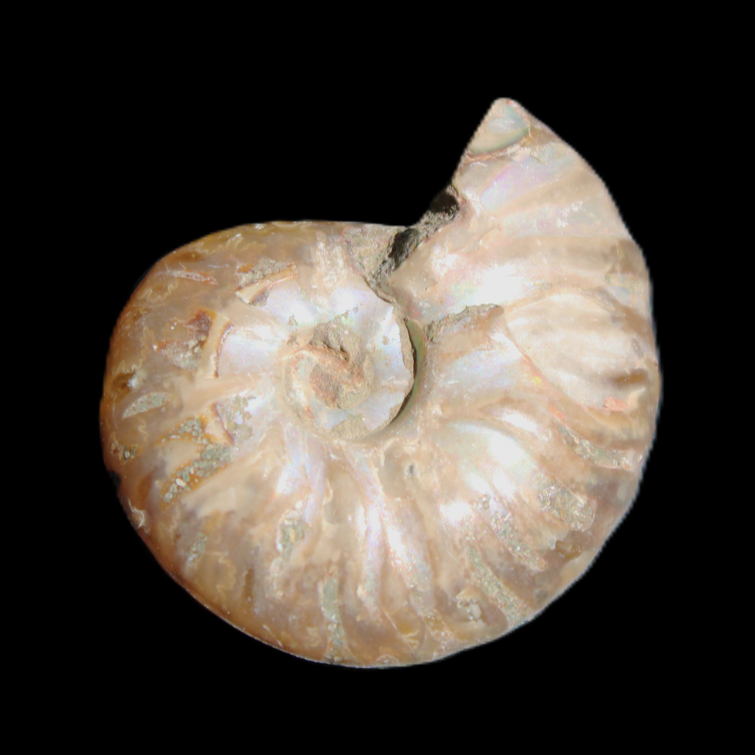 Jurassic Iridescent Ammonite from Madagascar 24mm 6/7g in sunlight - Rocks and Things Store