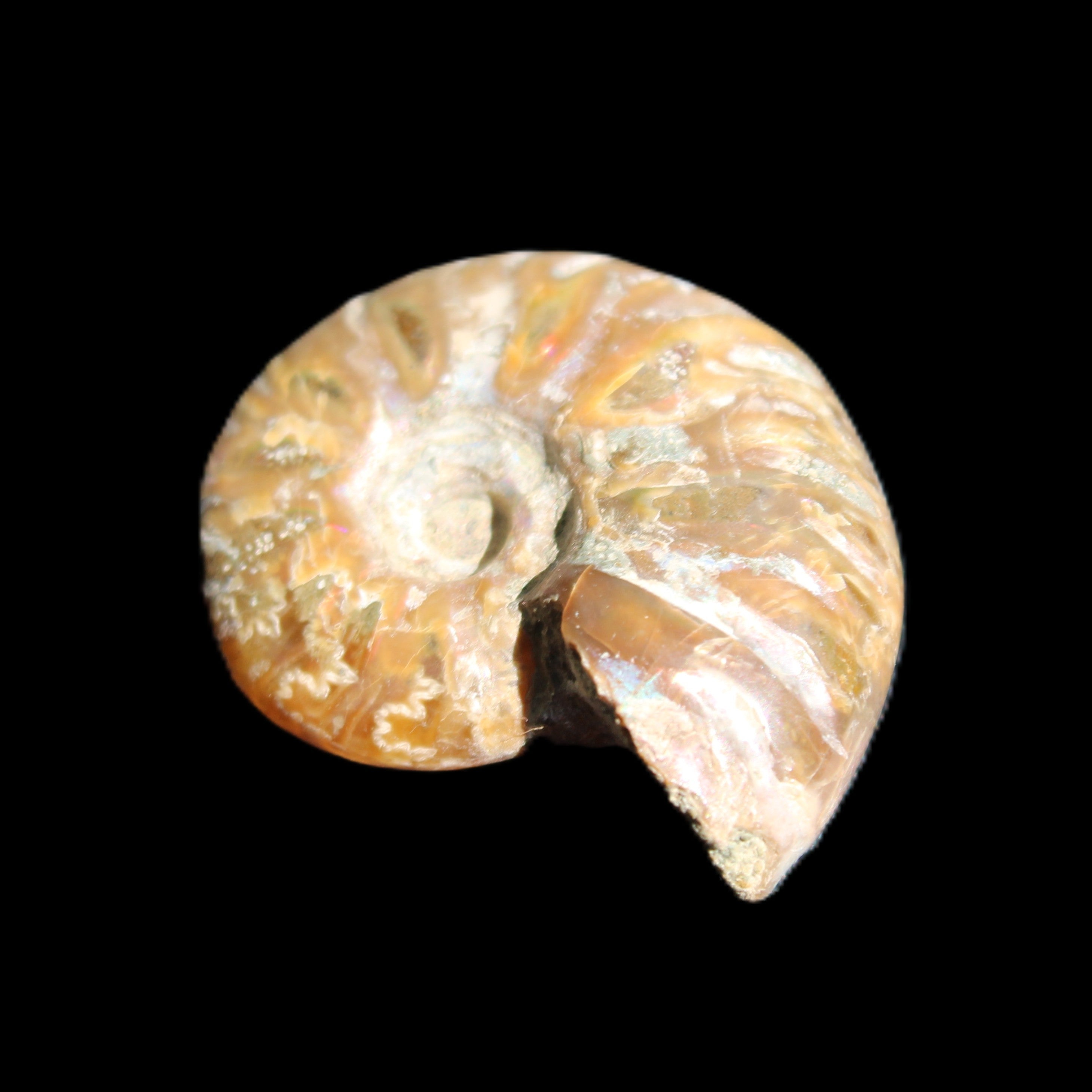 Jurassic Iridescent Ammonite from Madagascar 24mm 6/7g in sunlight - Rocks and Things Store
