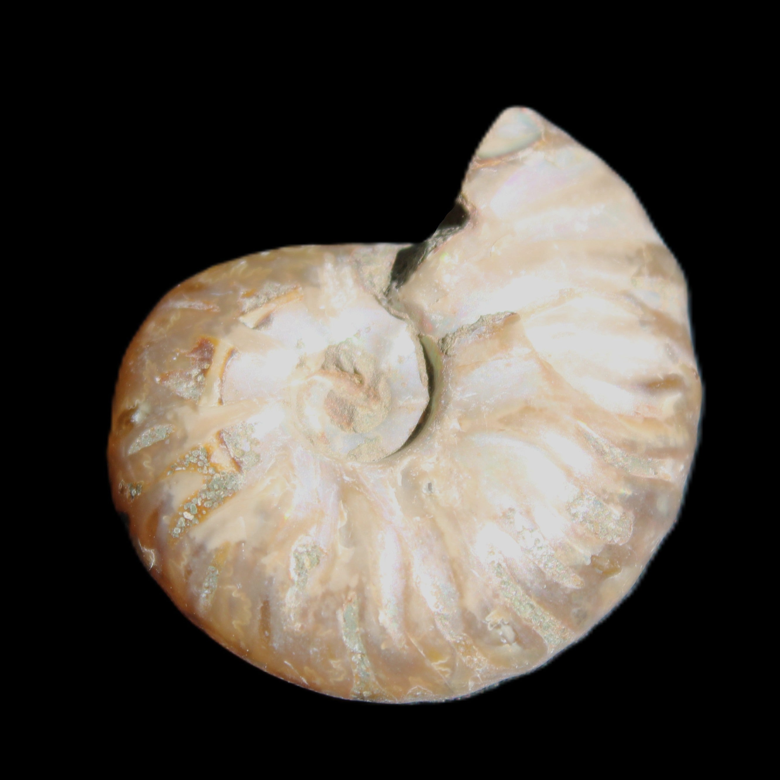 Jurassic Iridescent Ammonite from Madagascar 24mm 6/7g in sunlight - Rocks and Things Store