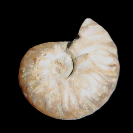 Jurassic Iridescent Ammonite from Madagascar 24mm 6/7g in sunlight - Rocks and Things Store