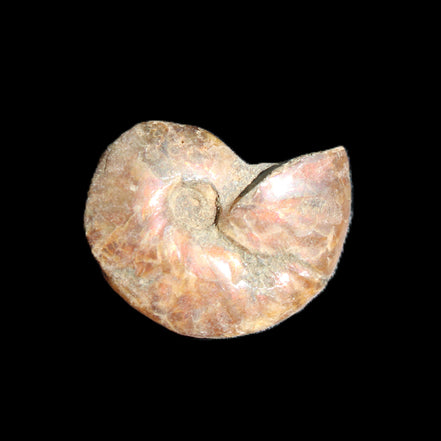 Jurassic Iridescent Ammonite from Madagascar 24mm 6/7g in sunlight - Rocks and Things Store