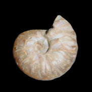 Jurassic Iridescent Ammonite from Madagascar 24mm 6/7g in sunlight - Rocks and Things Store