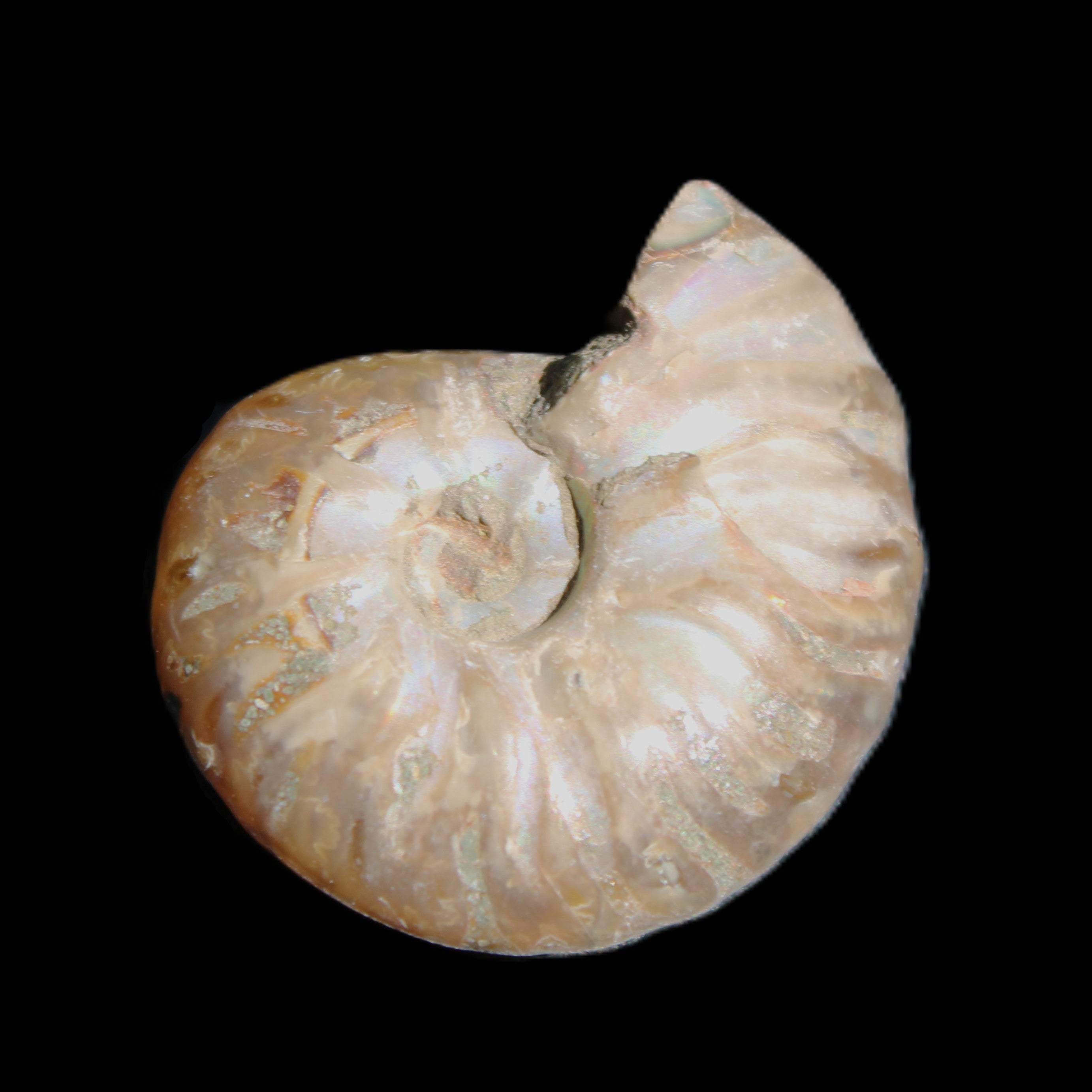Jurassic Iridescent Ammonite from Madagascar 24mm 6/7g in sunlight - Rocks and Things Store
