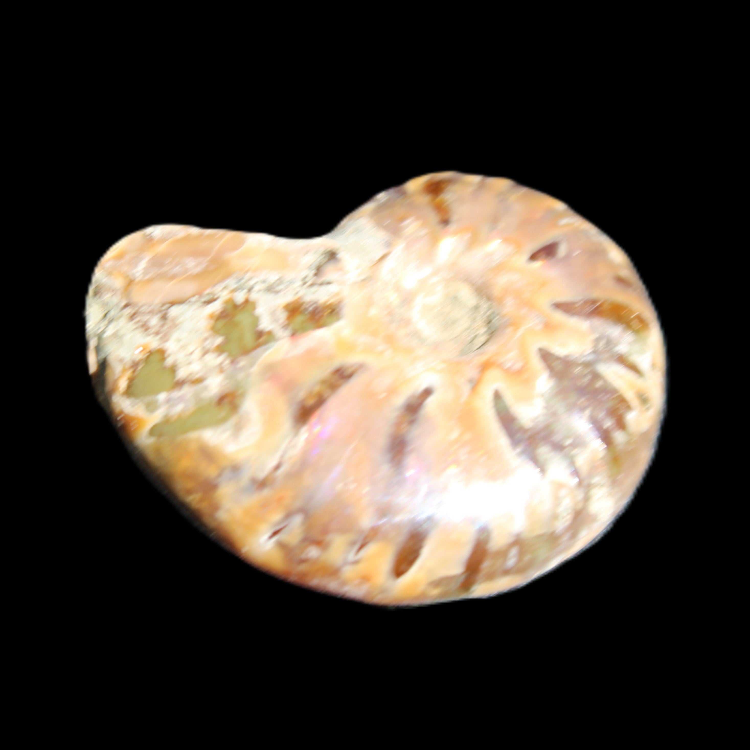 Jurassic Iridescent Ammonite from Madagascar 24mm 6/7g in sunlight - Rocks and Things Store