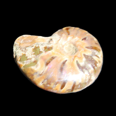 Jurassic Iridescent Ammonite from Madagascar 24mm 6/7g in sunlight - Rocks and Things Store