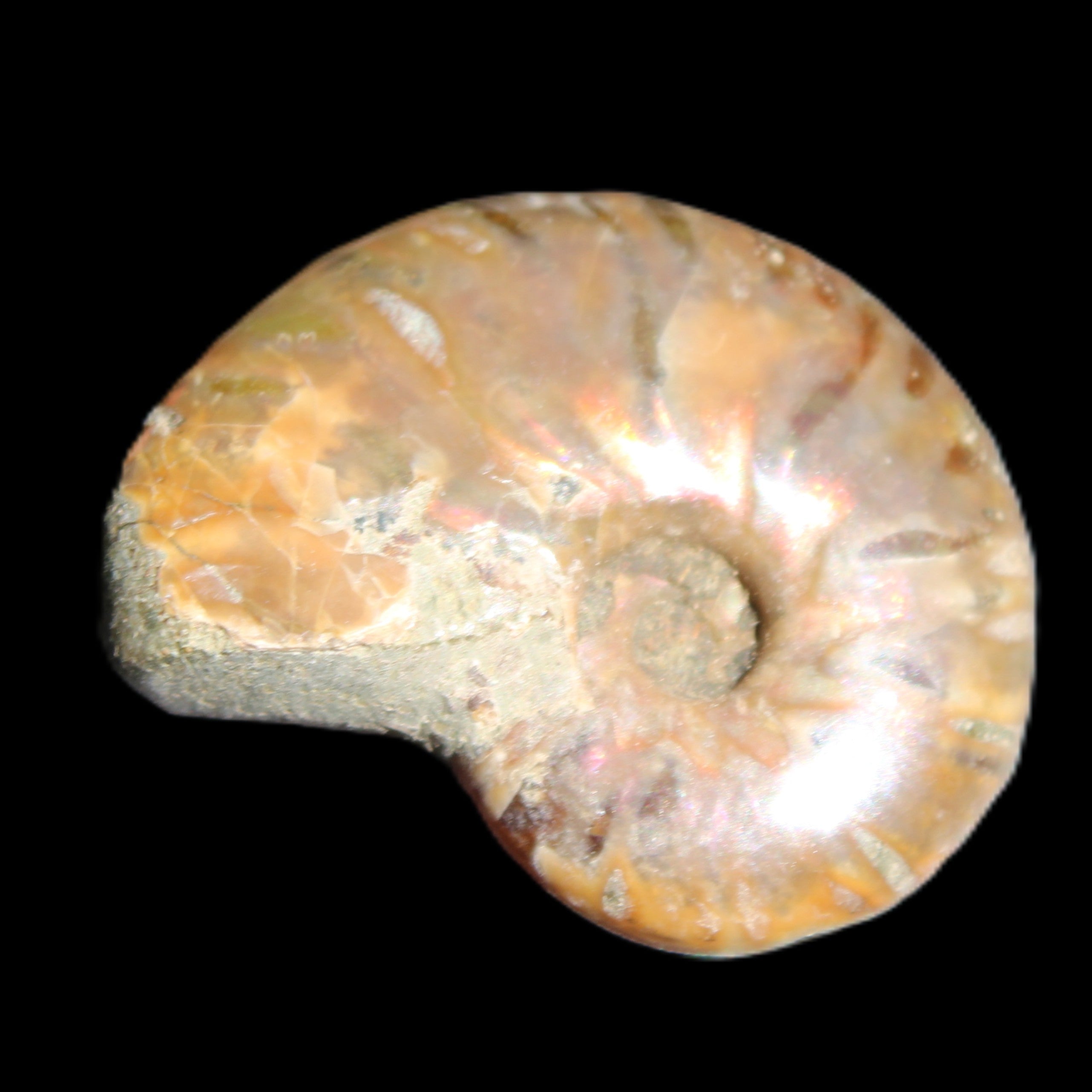 Jurassic Iridescent Ammonite from Madagascar 24mm 6/7g in sunlight - Rocks and Things Store