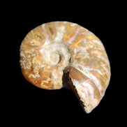 Jurassic Iridescent Ammonite from Madagascar 24mm 6/7g in sunlight - Rocks and Things Store