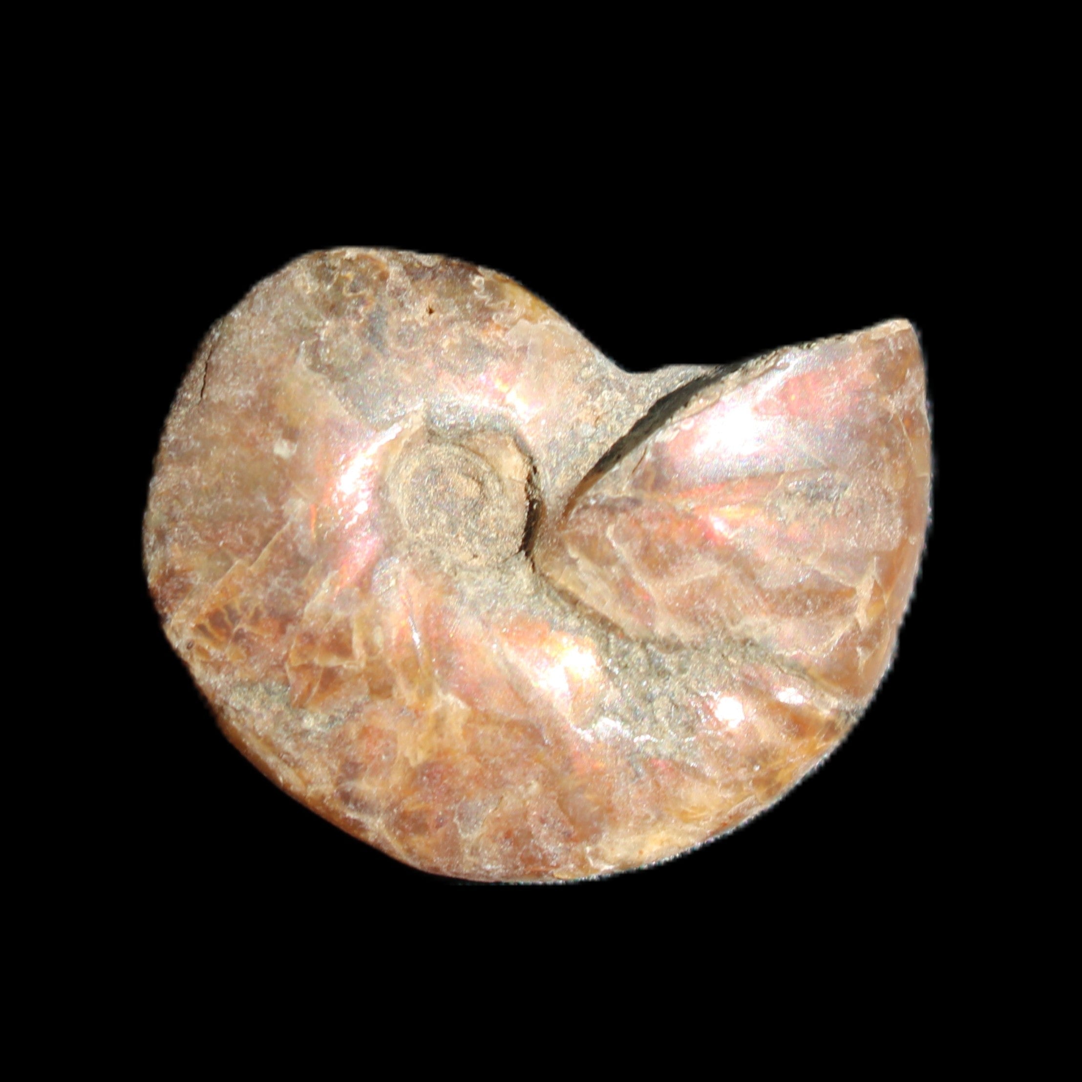 Jurassic Iridescent Ammonite from Madagascar 24mm 6/7g in sunlight - Rocks and Things Store