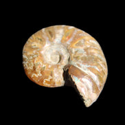 Jurassic Iridescent Ammonite from Madagascar 24mm 6/7g in sunlight - Rocks and Things Store