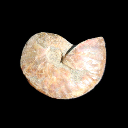 Jurassic Iridescent Ammonite from Madagascar 24mm 6/7g in sunlight - Rocks and Things Store