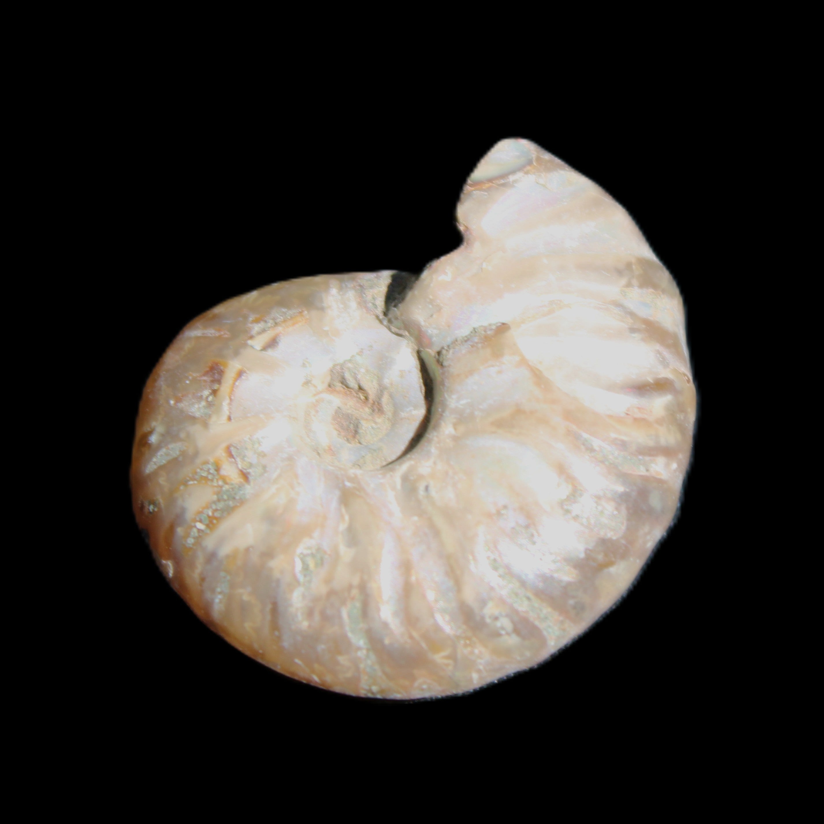 Jurassic Iridescent Ammonite from Madagascar 24mm 6/7g in sunlight - Rocks and Things Store