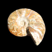 Jurassic Iridescent Ammonite from Madagascar 24mm 6/7g in sunlight - Rocks and Things Store