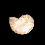 Jurassic Iridescent Ammonite from Madagascar 24mm 6/7g in sunlight - Rocks and Things Store