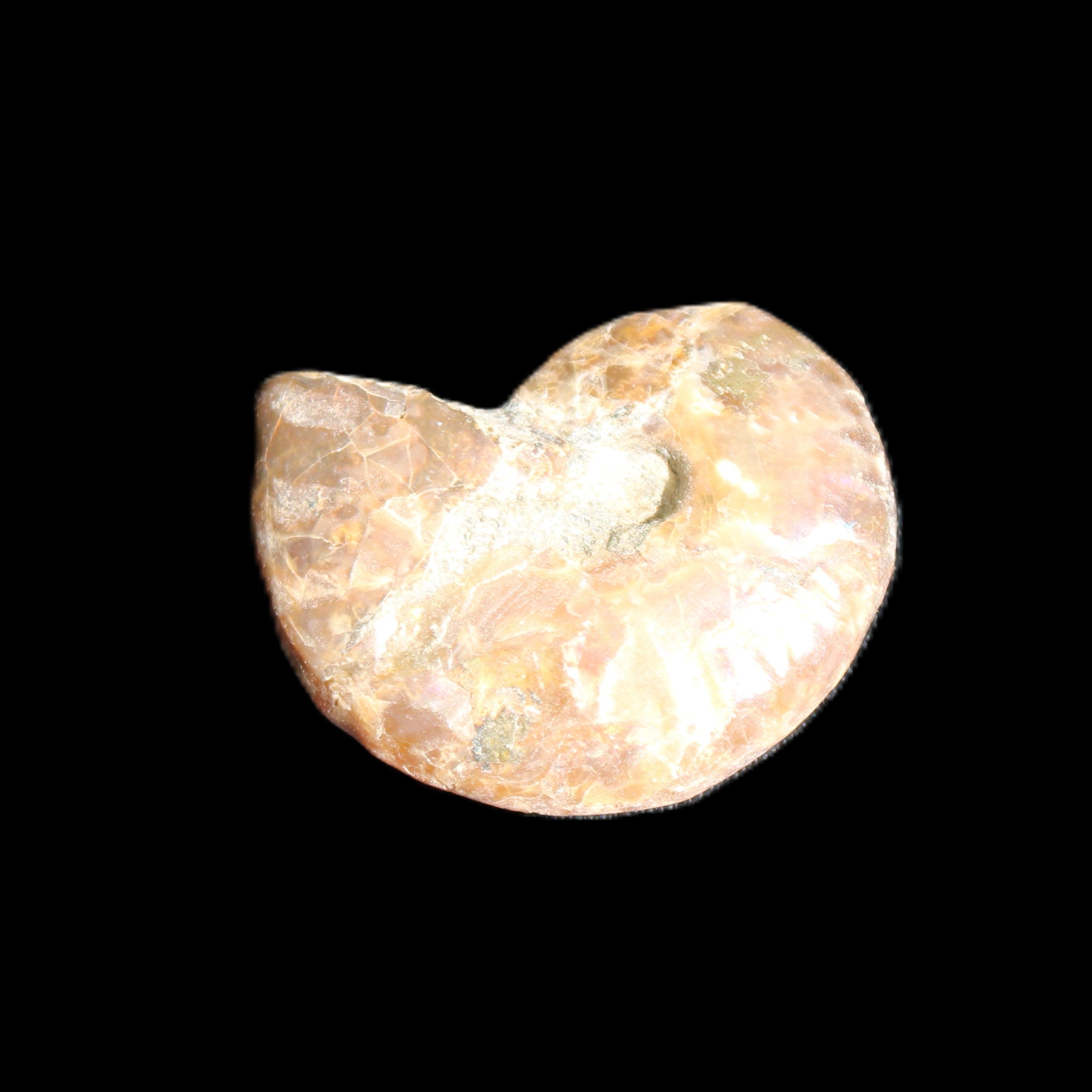 Jurassic Iridescent Ammonite from Madagascar 24mm 6/7g in sunlight - Rocks and Things Store