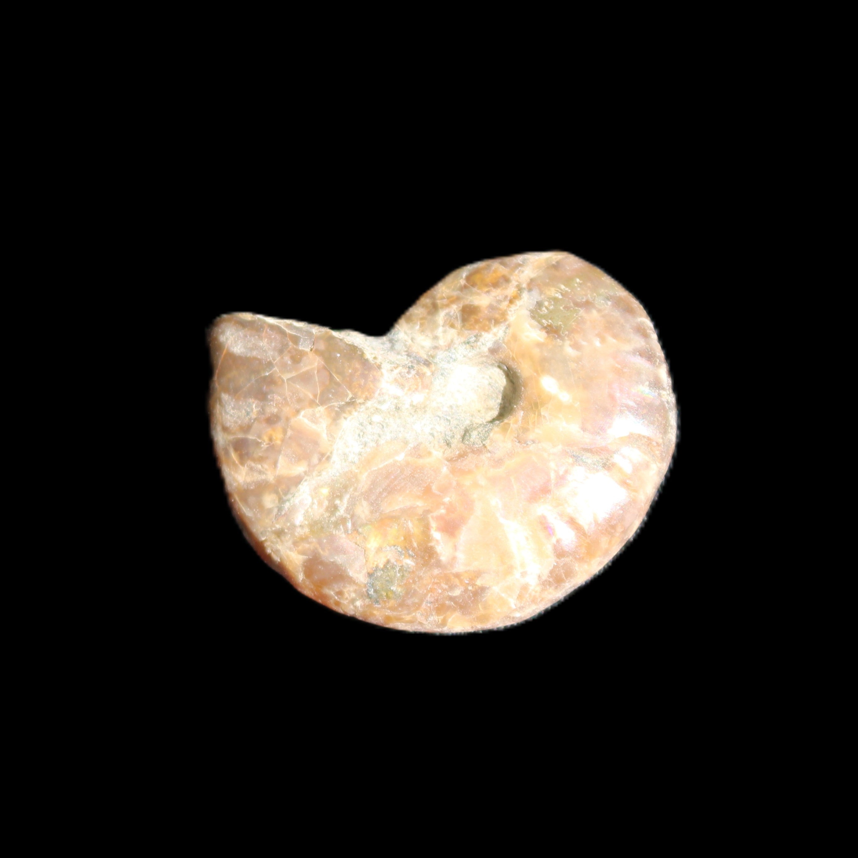 Jurassic Iridescent Ammonite from Madagascar 24mm 6/7g in sunlight - Rocks and Things Store