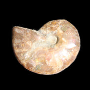 Jurassic Iridescent Ammonite from Madagascar 24mm 6/7g in sunlight - Rocks and Things Store