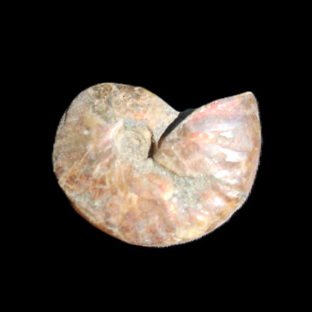 Jurassic Iridescent Ammonite from Madagascar 24mm 6/7g in sunlight - Rocks and Things Store