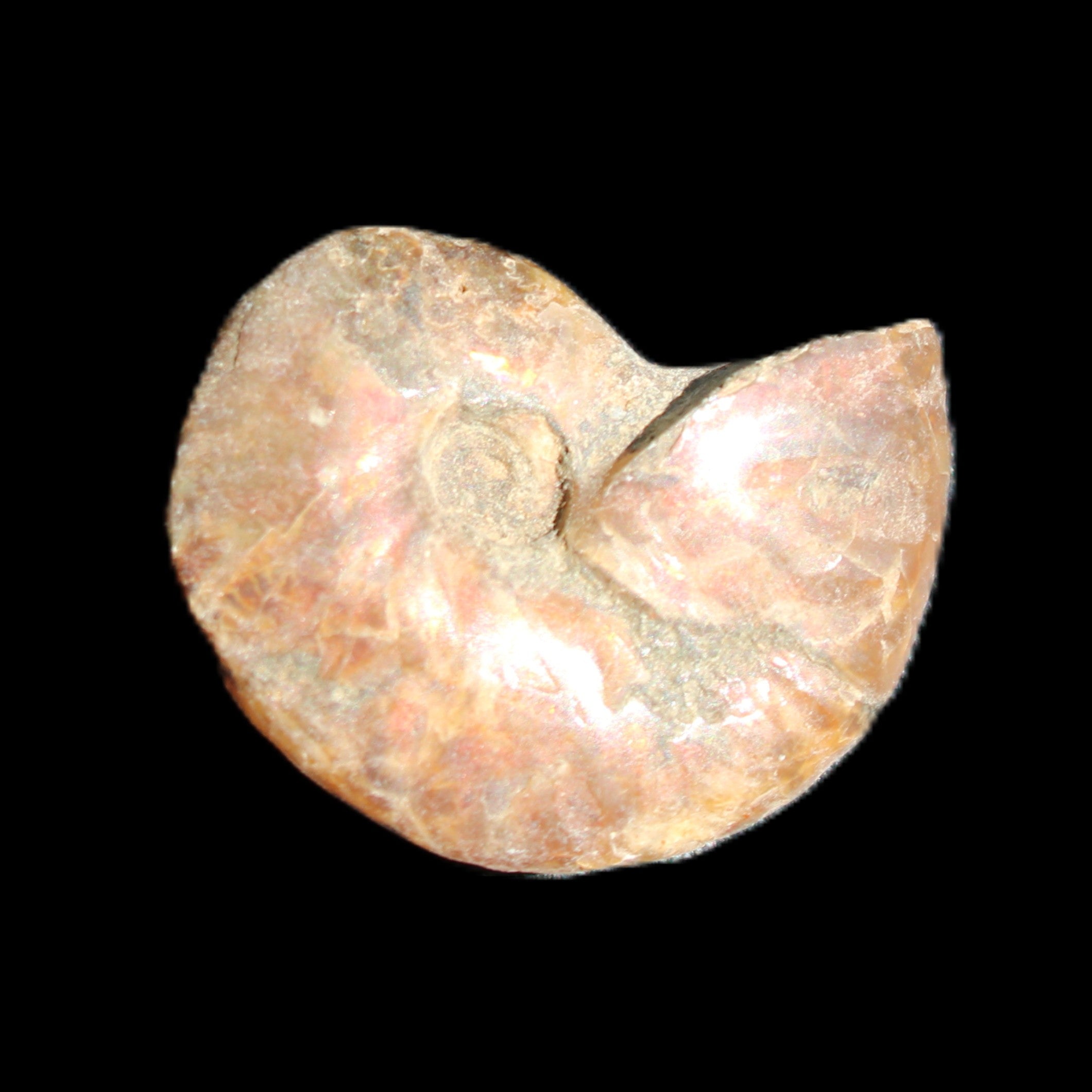 Jurassic Iridescent Ammonite from Madagascar 24mm 6/7g in sunlight - Rocks and Things Store