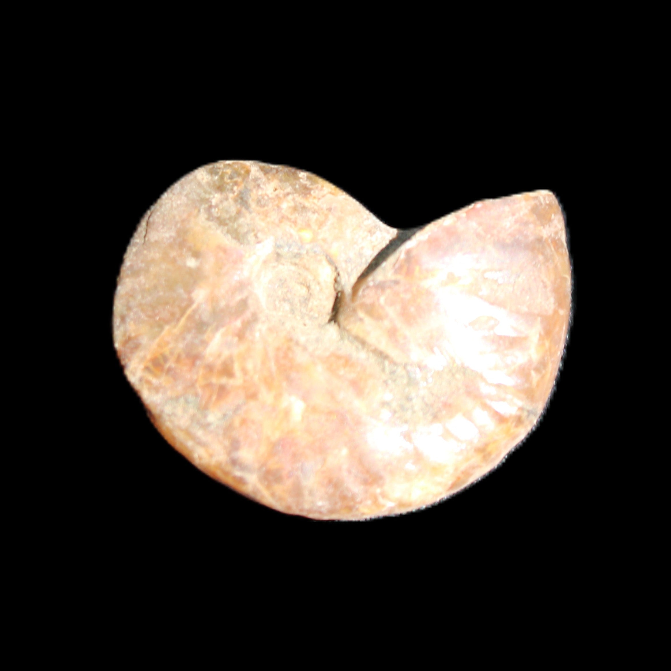 Jurassic Iridescent Ammonite from Madagascar 24mm 6/7g in sunlight - Rocks and Things Store