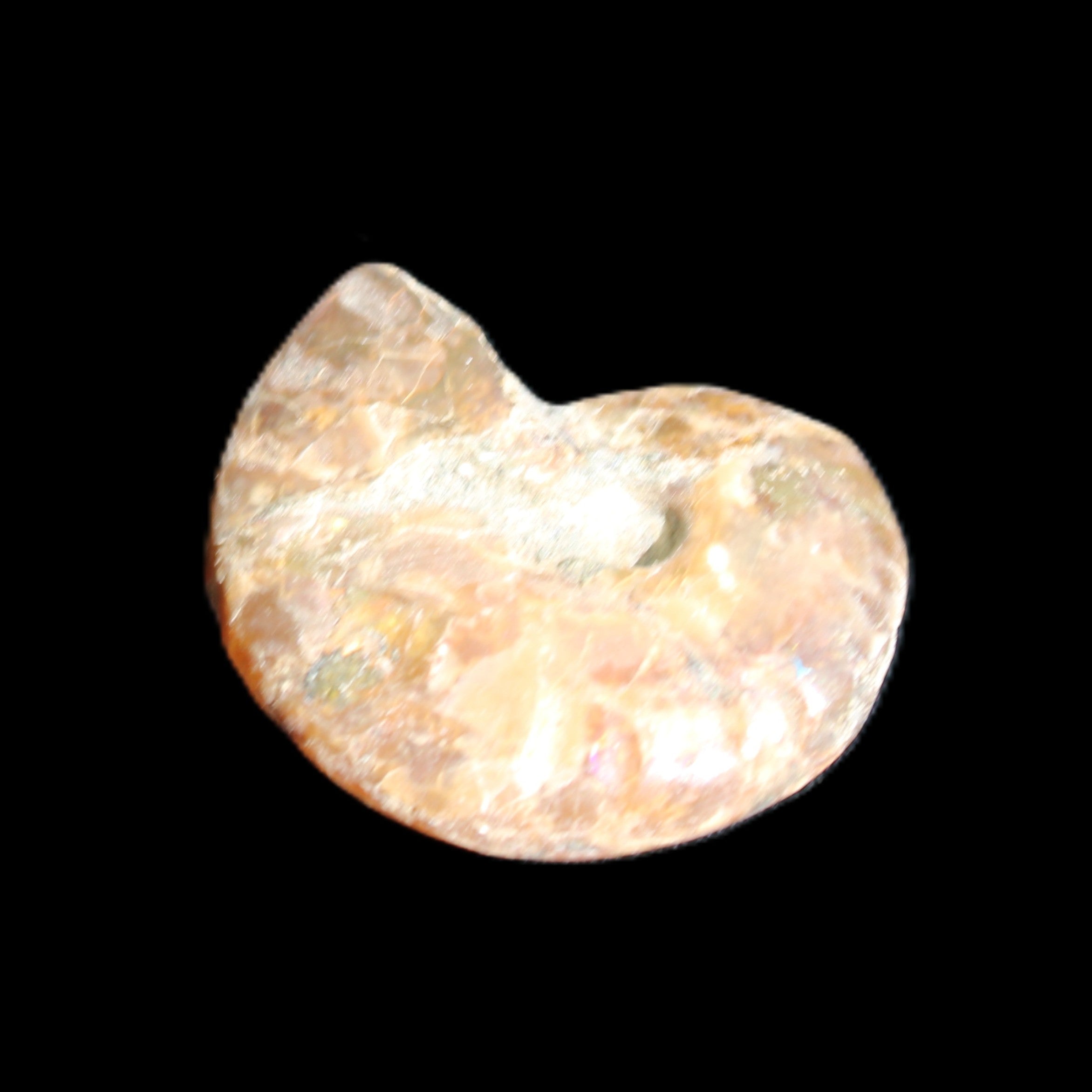 Jurassic Iridescent Ammonite from Madagascar 24mm 6/7g in sunlight - Rocks and Things Store