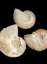 Jurassic Iridescent 3 Ammonites from Madagascar 10-18mm 6.6g in sunlight - Rocks and Things Store
