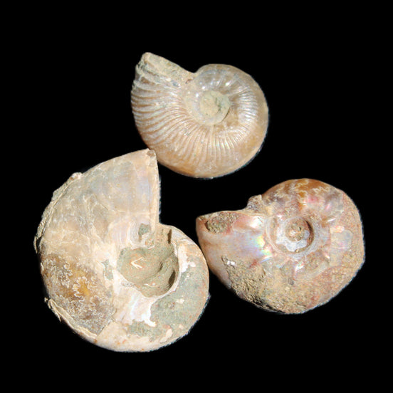 Jurassic Iridescent 3 Ammonites from Madagascar 10-18mm 6.6g in sunlight - Rocks and Things Store