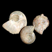 Jurassic Iridescent 3 Ammonites from Madagascar 10-18mm 6.6g in sunlight - Rocks and Things Store