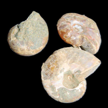 Jurassic Iridescent 3 Ammonites from Madagascar 10-18mm 6.6g in sunlight - Rocks and Things Store