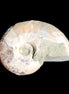 Jurassic Iridescent Ammonite from Madagascar 30*24*9mm 9g in sunlight - Rocks and Things Store